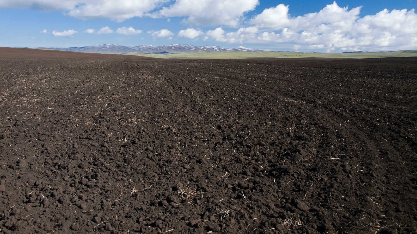 Preparing the Soil for Planting Phlox Seeds