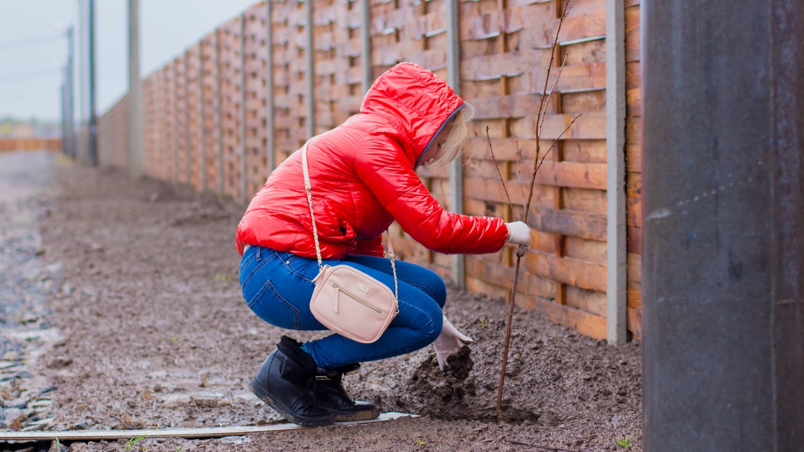 Late-Season Potato Planting Tips for Michigan Gardeners: Maximizing Growth and Yield