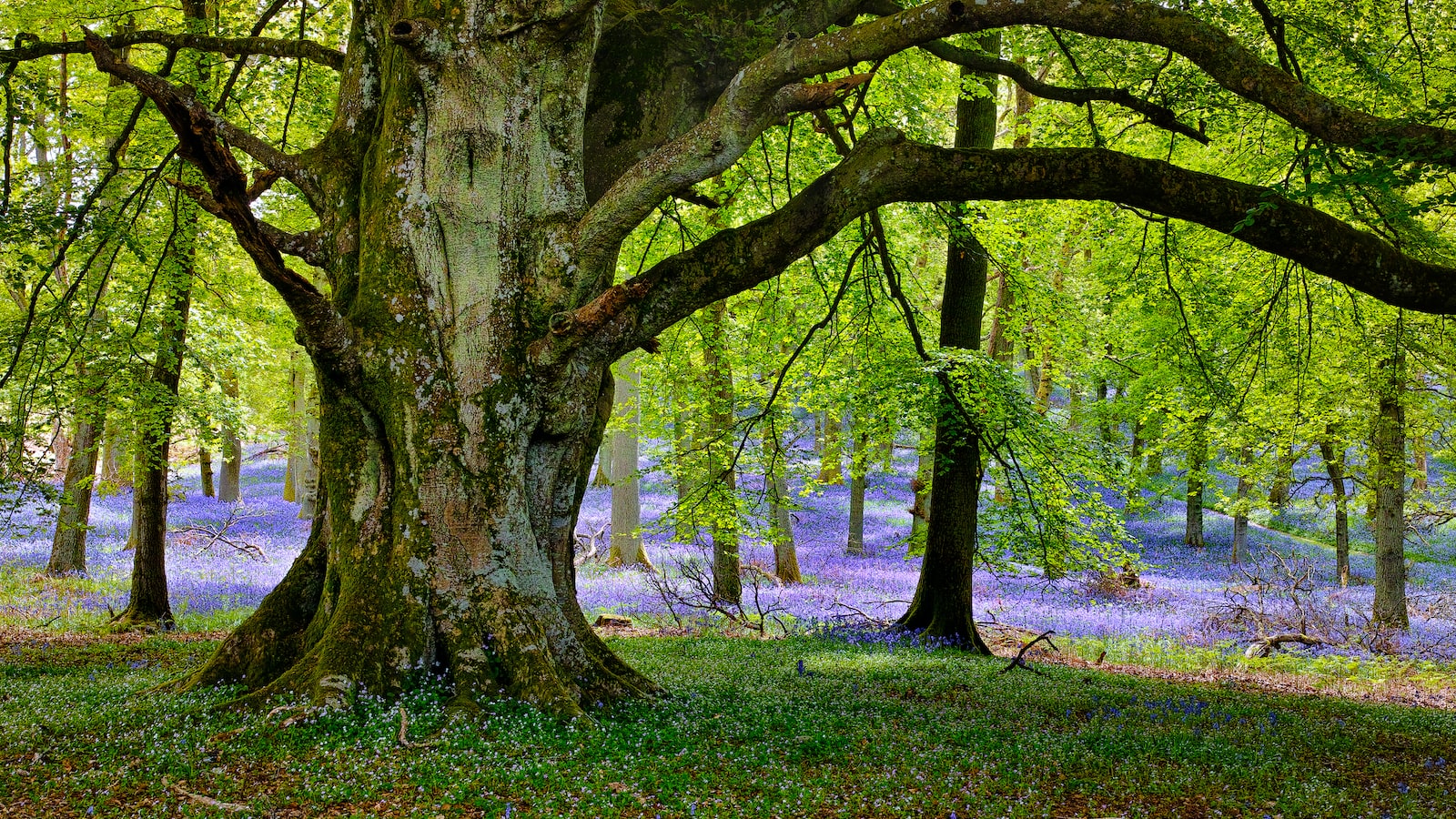 Preventing ⁤Tree Damage: Shielding Trees from Heavy Snowfall