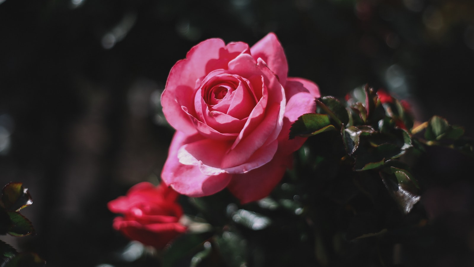 Blooming of Confederate Roses: A Spectacular Show in Southern Gardens