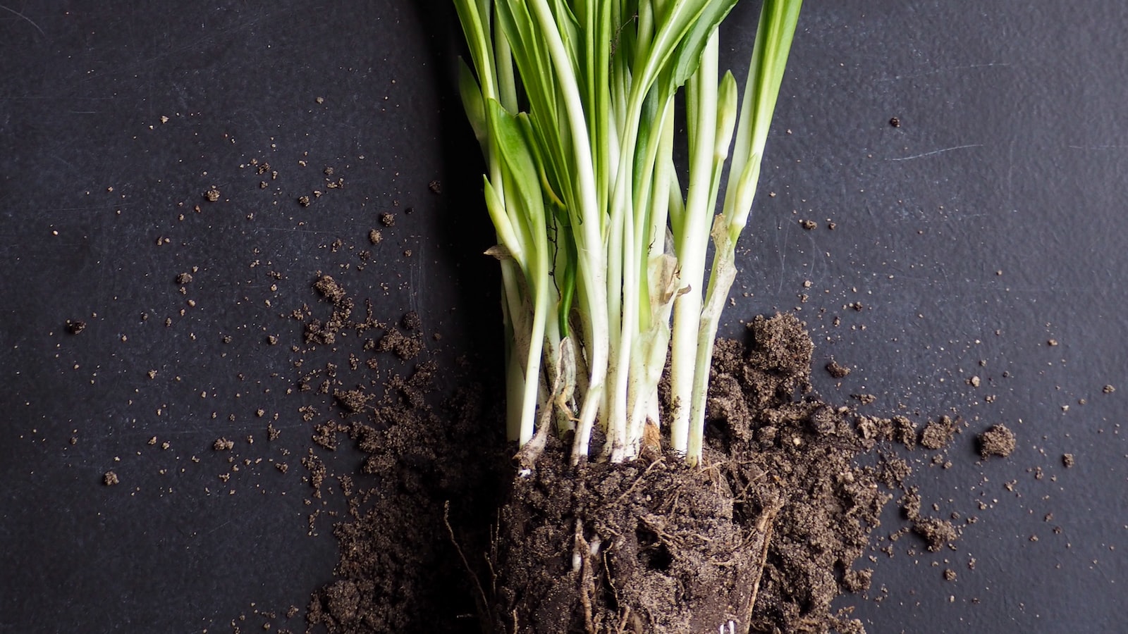 4. Best Practices for Composting Cereal Boxes: Guidelines and Recommendations for Maximizing Compost Efficiency