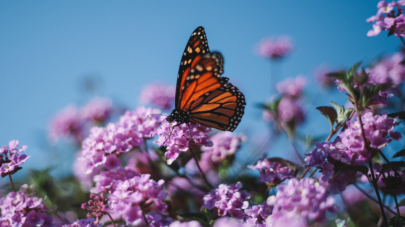 Exploring the Relationship Between Butterflies and⁢ Roses