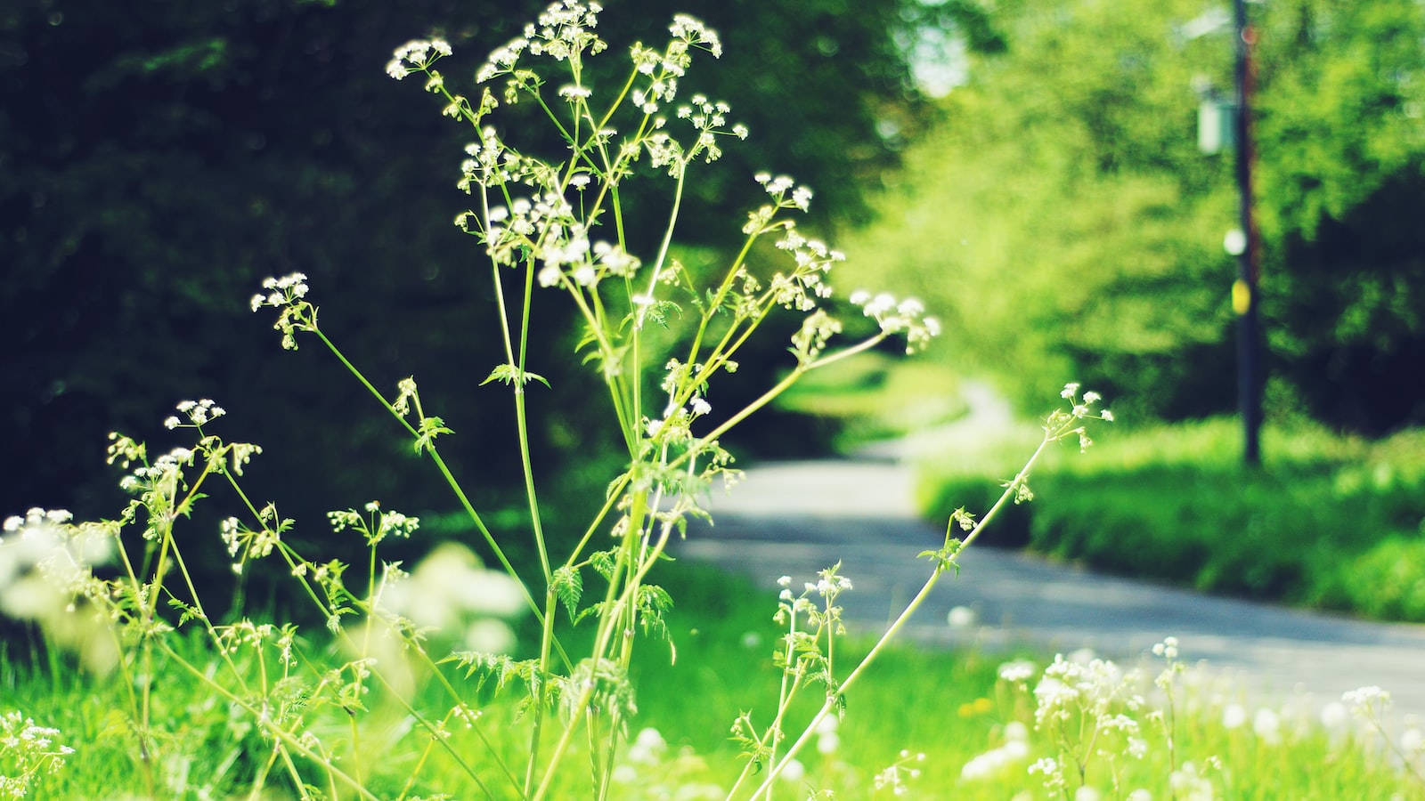 1. Transforming Dead Weeds into Nutrient-Rich Compost: A Sustainable Solution for Gardeners