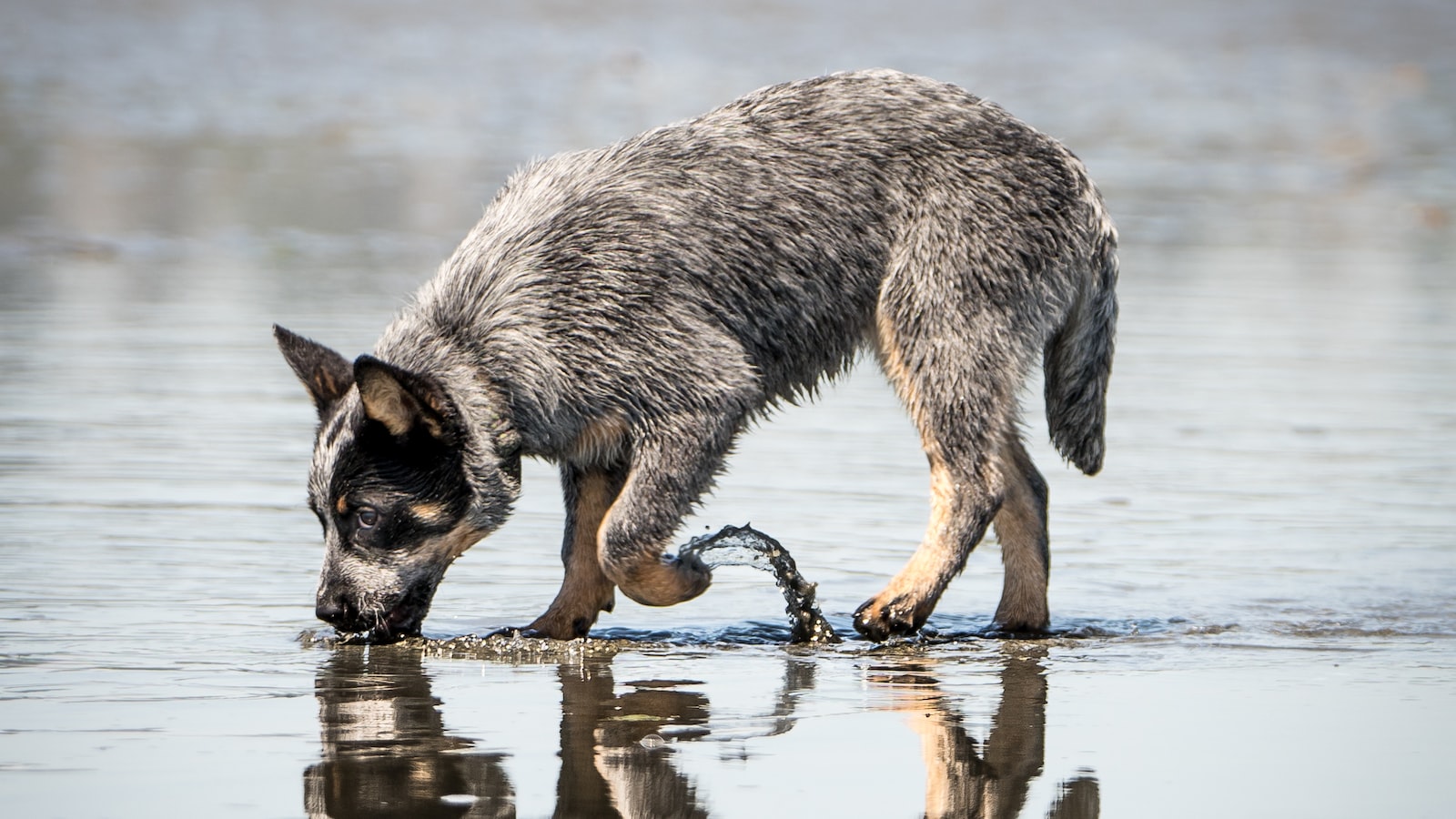 Protecting Your Pup: Practical Tips to Keep Dogs Safe from Maple Seeds