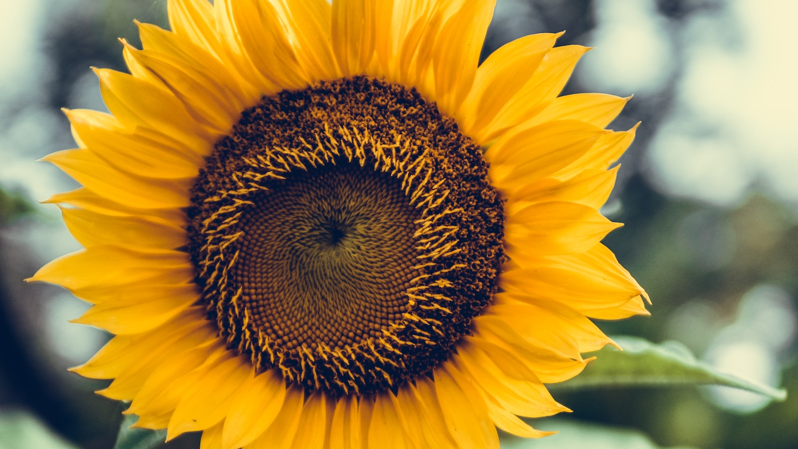 Sunflowers: The Ideal Sun-Loving Plants for a Thriving Garden