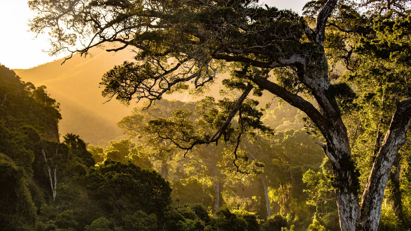 4. Embracing the Beauty of Cottonwood Tree Cover: Ways to Coexist Harmoniously with Nature