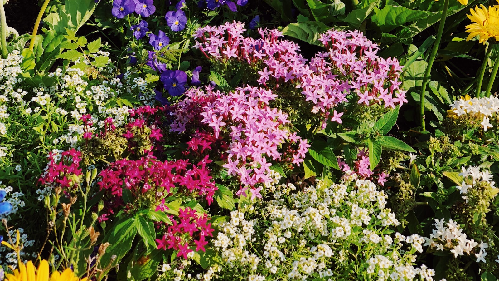 Creating the Perfect Garden Bed: Tips for a Successful Cabbage and Brussels Sprouts Coexistence