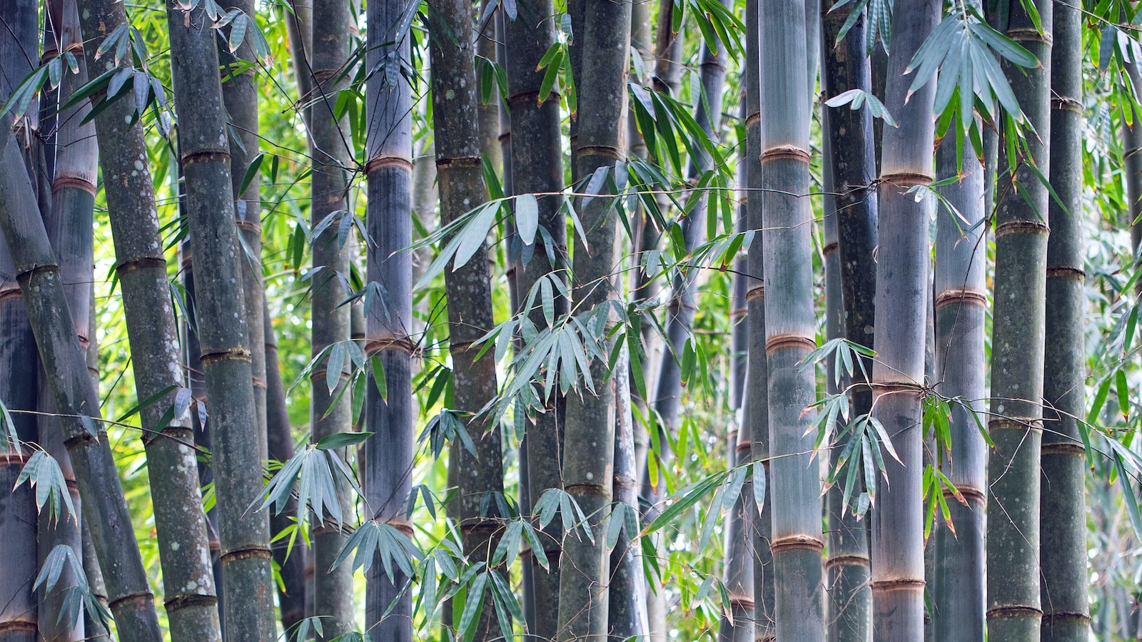 4. Cultivating Bamboo Plants: Best Practices for Maximizing Growth and Managing Potential Challenges