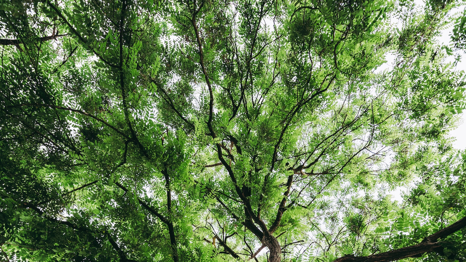 Best Practices for Trimming Persimmon Trees