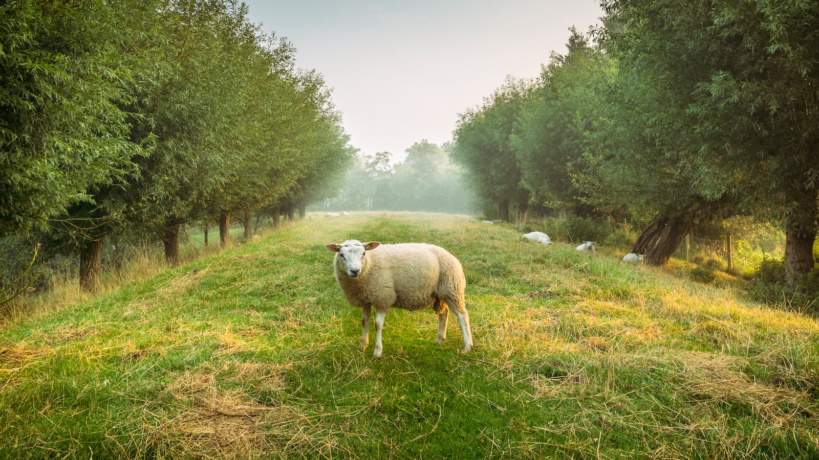 Key Factors to Consider before Transplanting Grass: Ensuring a Successful Transition