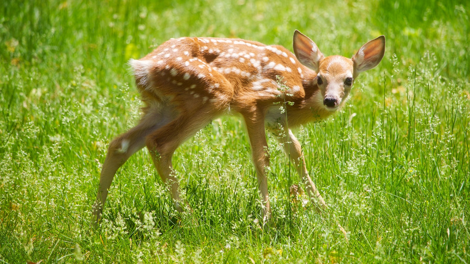 Deer and Spruce Trees: A Delicate Relationship