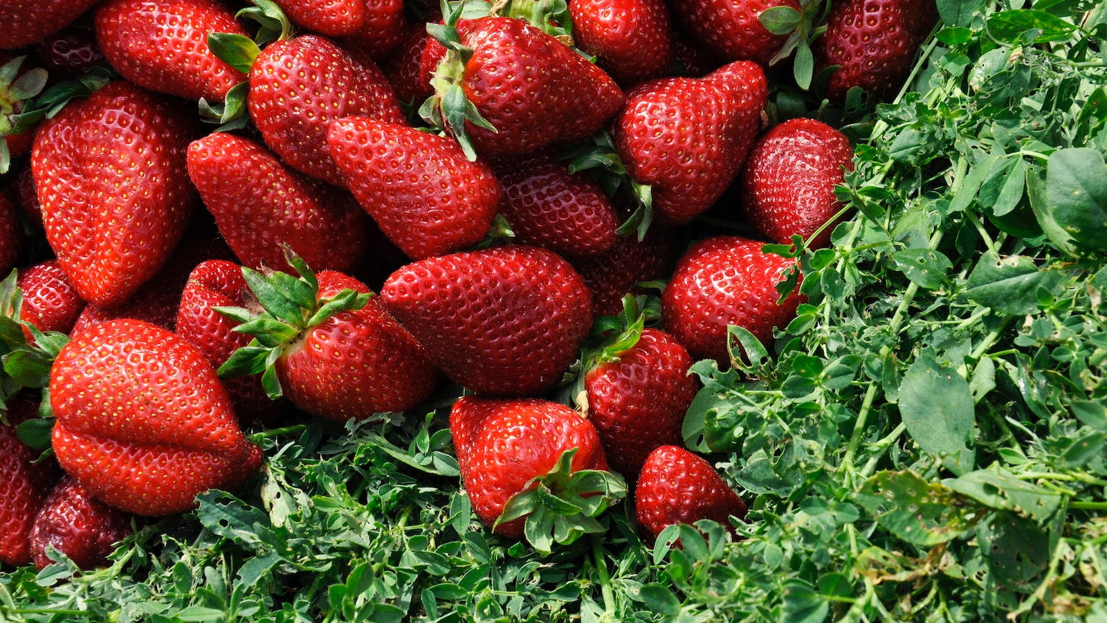 4. Navigating Allergies: Pragmatic Approaches for Individuals Sensitive to Strawberry Plants