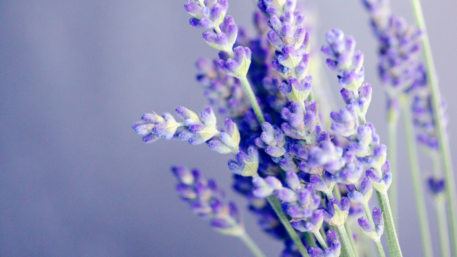 Unveiling the Taste and Culinary Possibilities of Onion Flowers