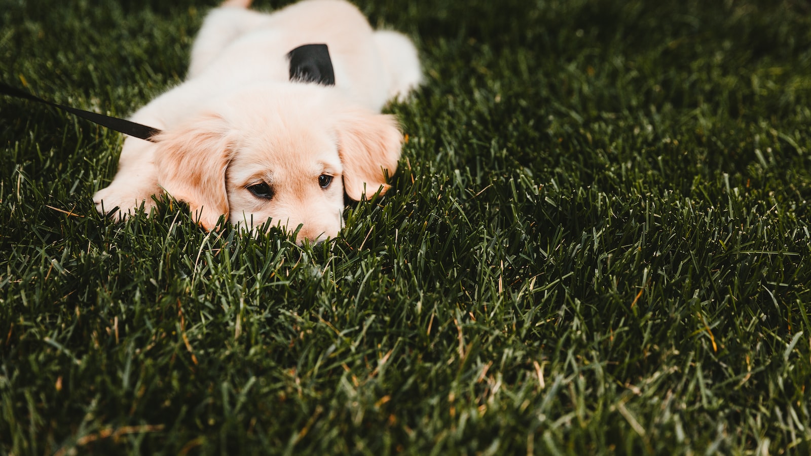 2. Essential Techniques for Controlling Grass and Weeds around Trees: Tried and Tested Methods Revealed