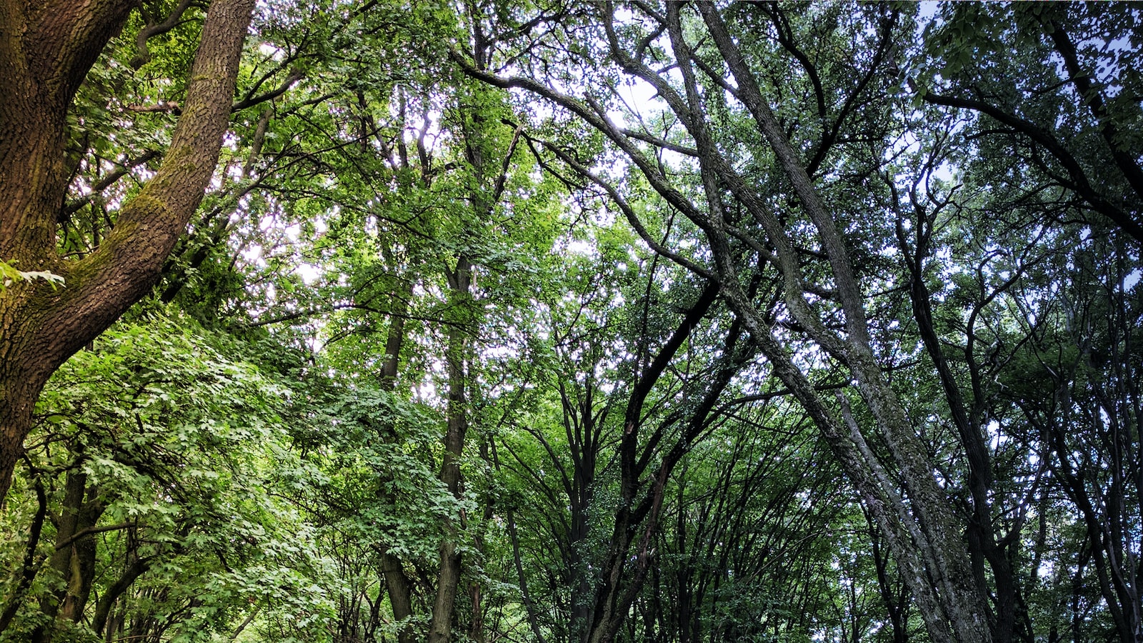 Choosing ‌the Right Time and Location for Transplanting⁣ Wild Blackberries