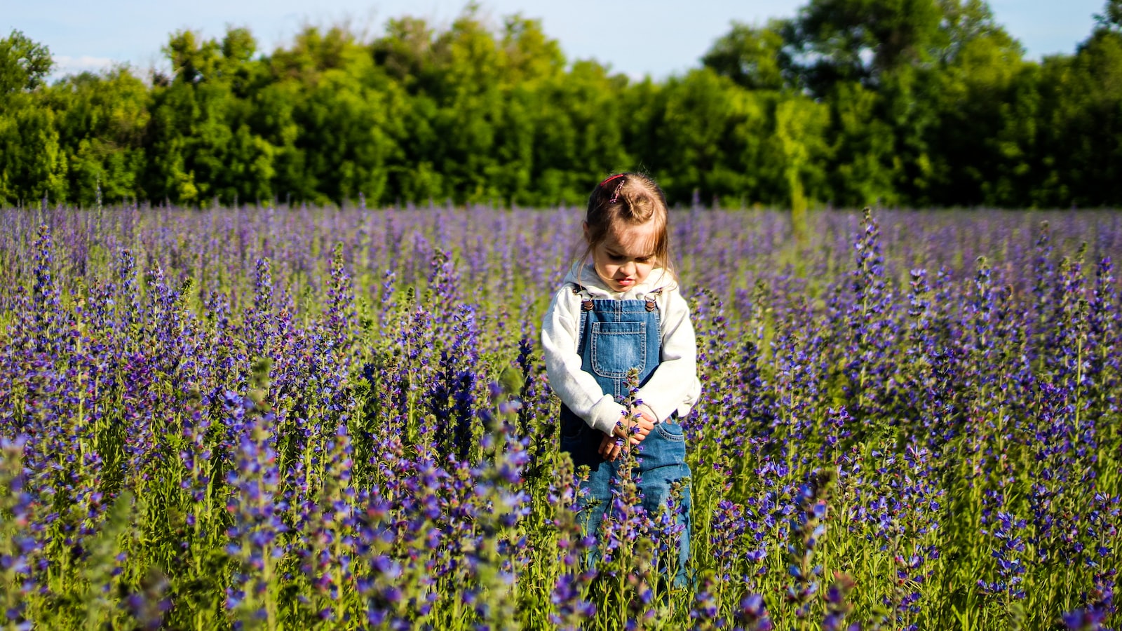 Unleashing the Potential: Tips for Successfully Planting Wildflower Seeds in a Pot