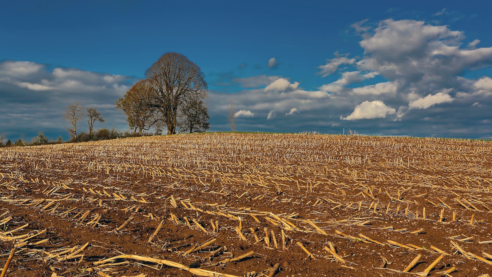 Ideal Soil Conditions for Planting Corn in Georgia