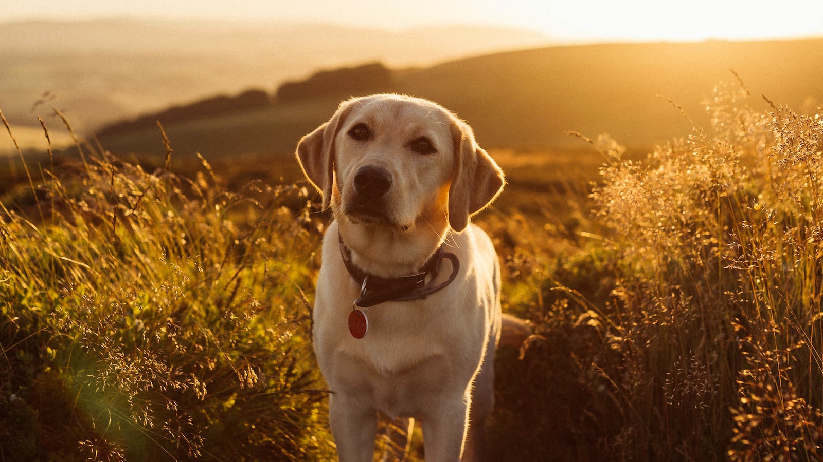 - What to Do If Your Dog Ingests Balloon Flowers: First Aid and Veterinary Advice