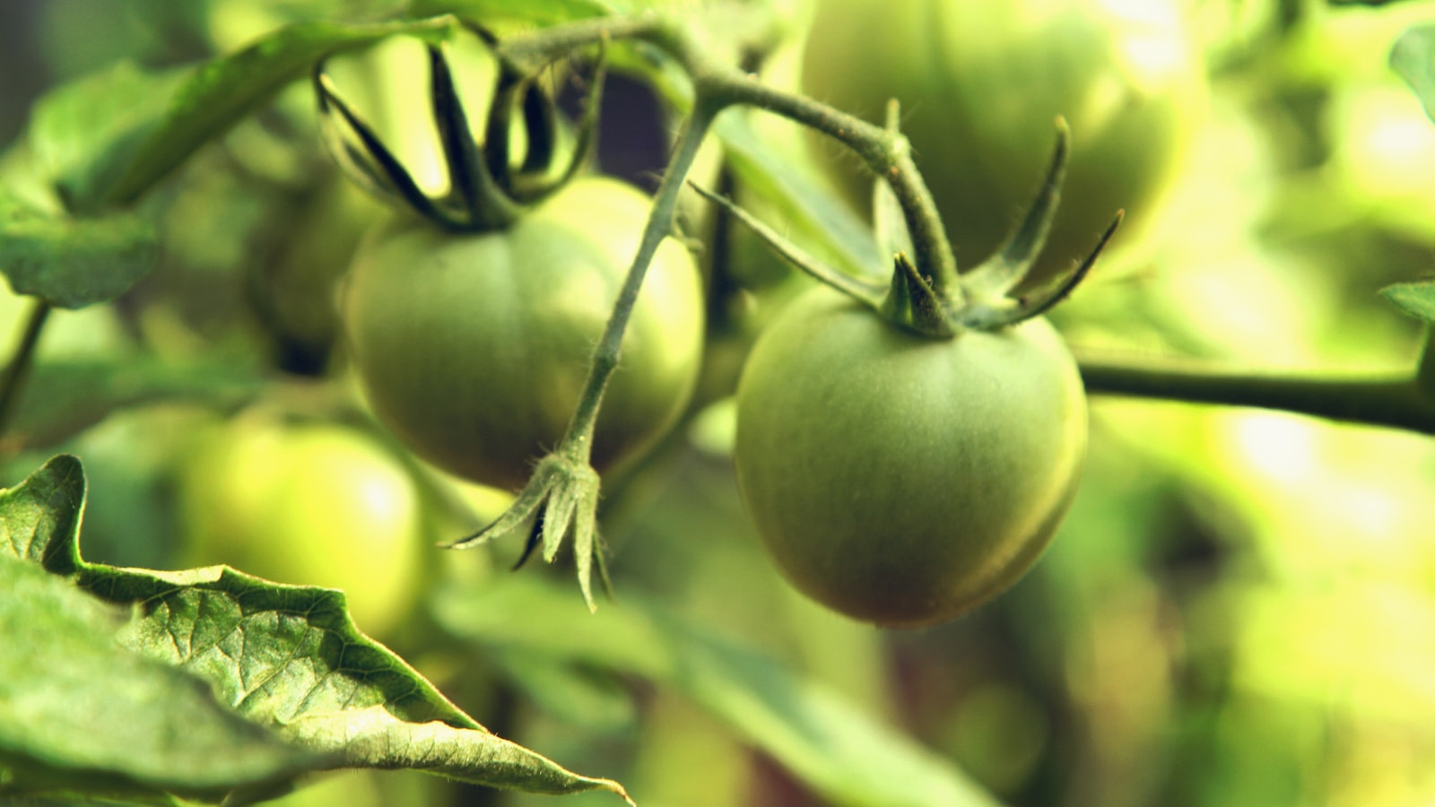 Can I Plant Two Tomato Plants in One Pot? A Comprehensive Guide