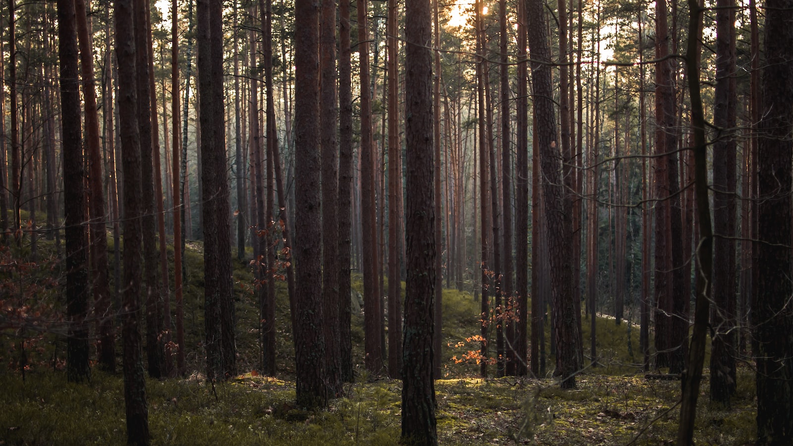 Recommendations for Buying Hickory Trees: Expert Tips and Advice