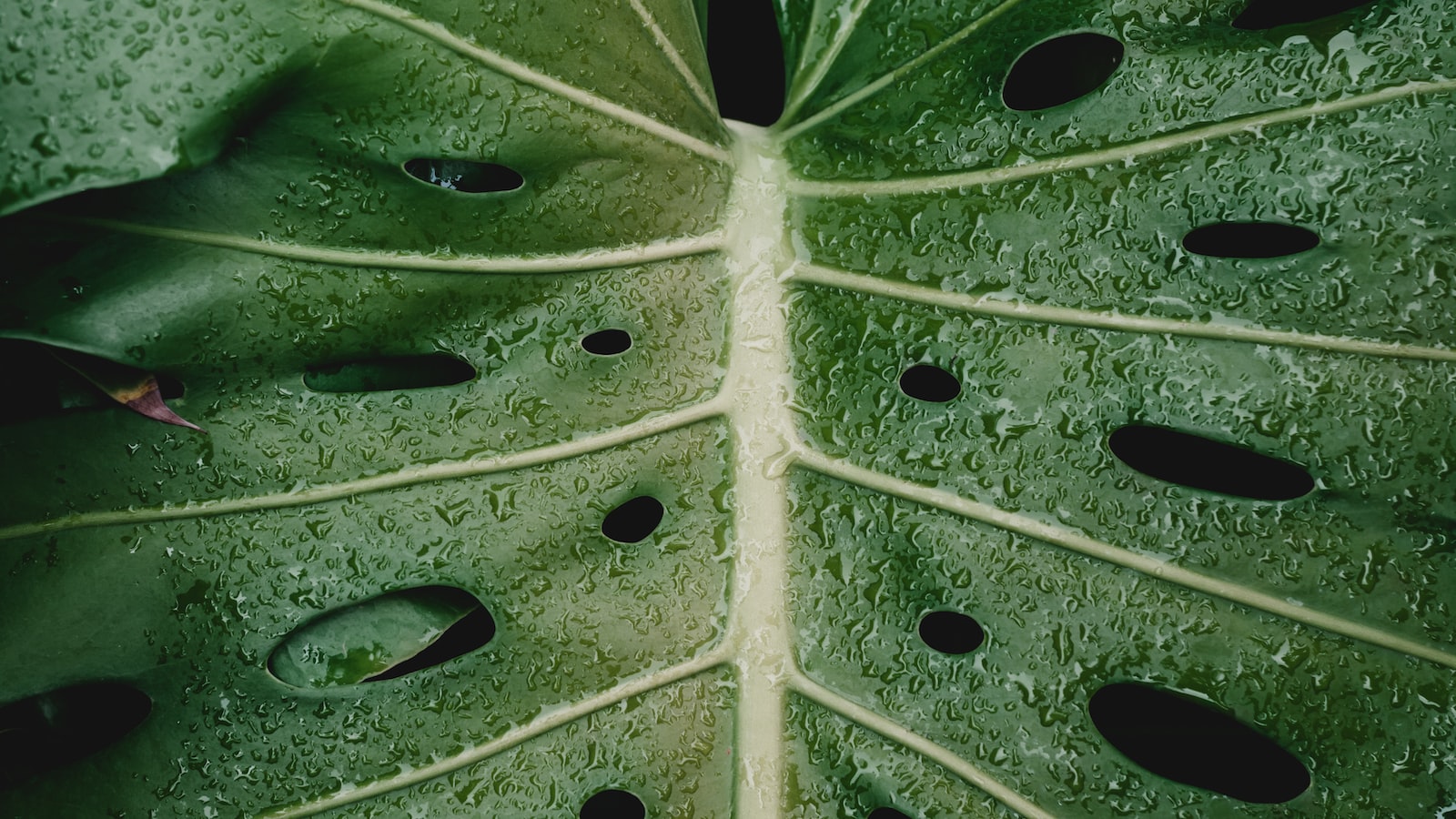 Reviving Lush Greenery: Understanding the Causes of Tree Decline and Death