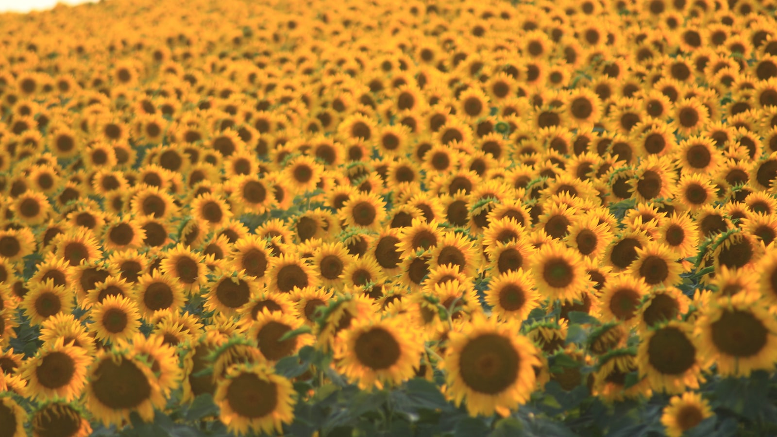 Understanding the Sunflower's Sunlight Requirements: Factors Influencing Growth in Shaded Areas