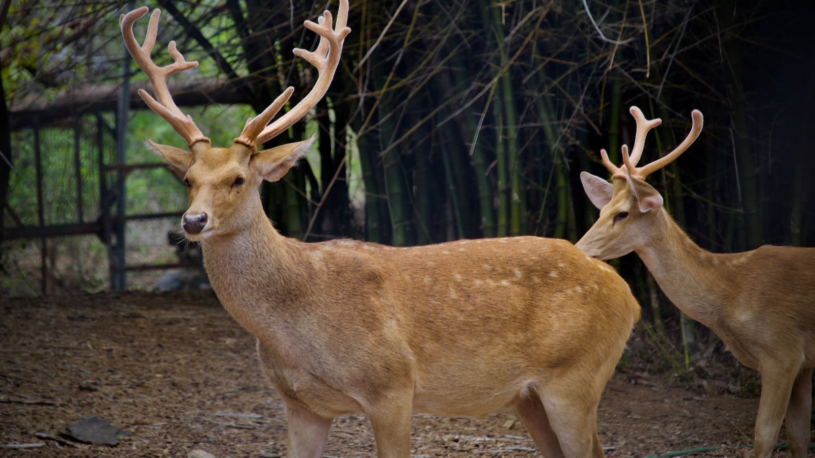 Impacts of Deer Feeding on Ice Plant Growth and Health