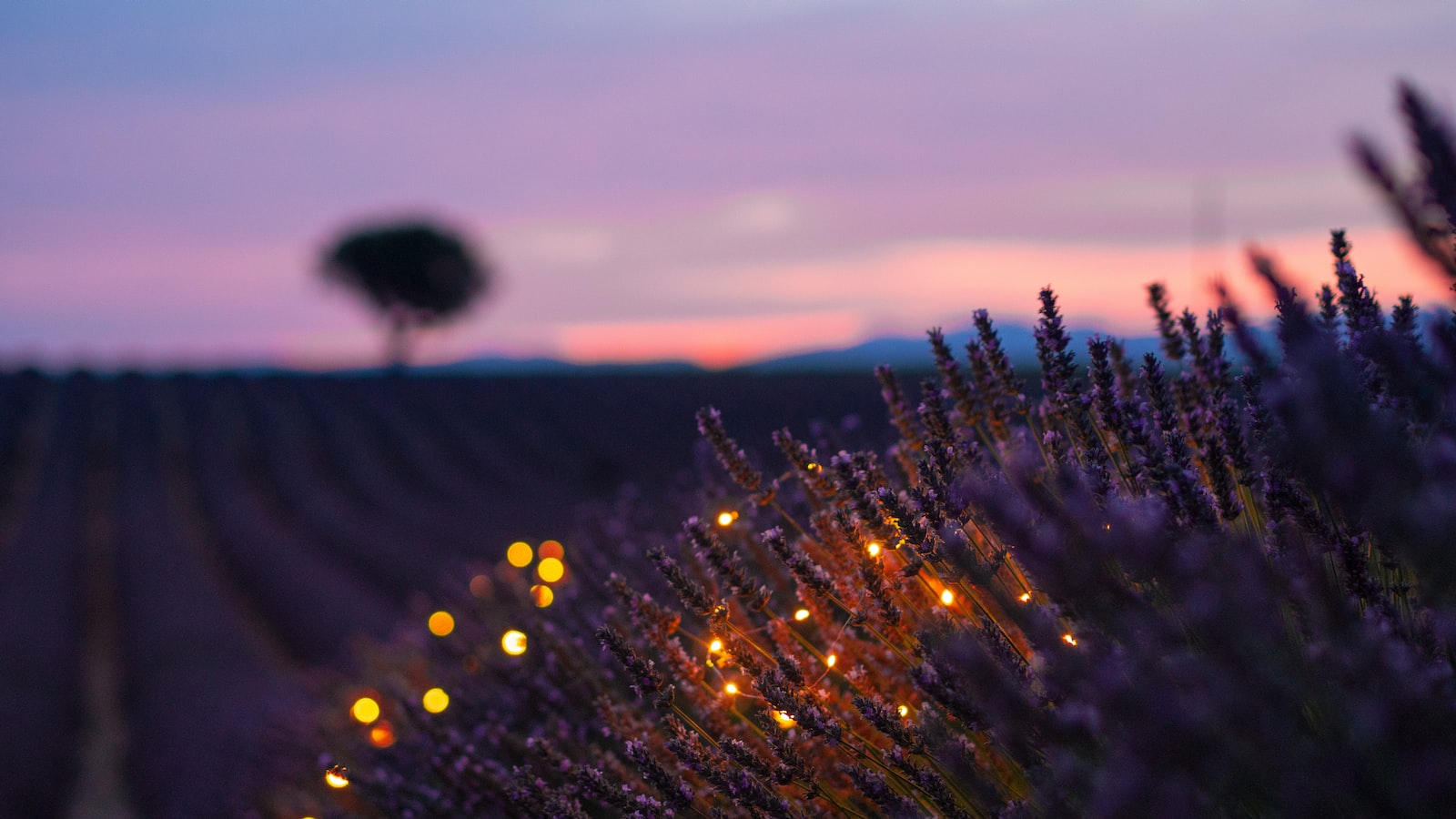 Understanding Lavender's Soil Preferences: Composition and Drainage