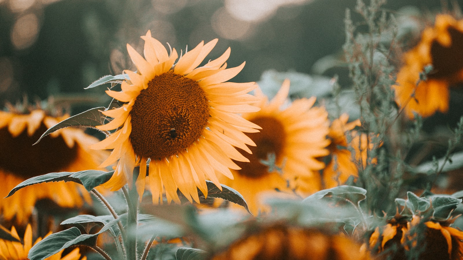 Choosing ‌the Right‍ Sunflower Variety‌ for Container Gardening