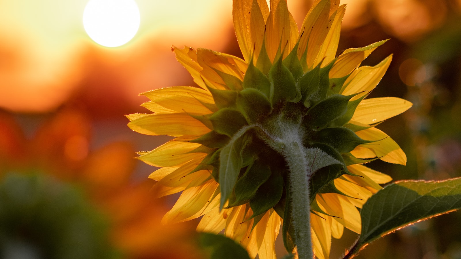 Exploring the Viability of Planting Sunflower Seeds from Bird Feed