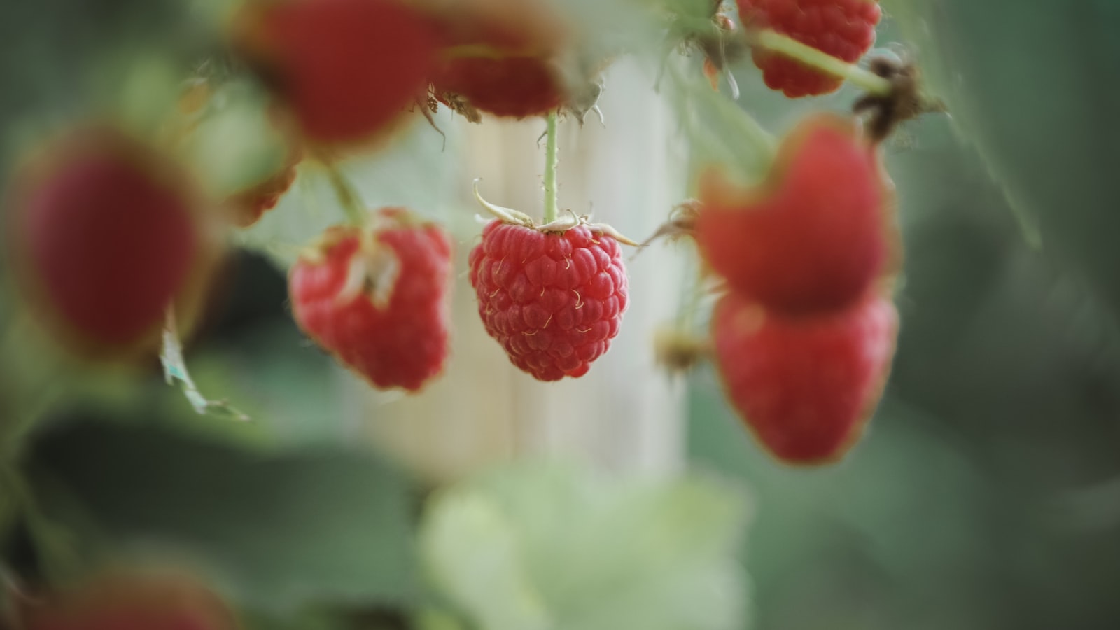 The Process of Growing Raspberries from Seed: A Step-by-Step Guide