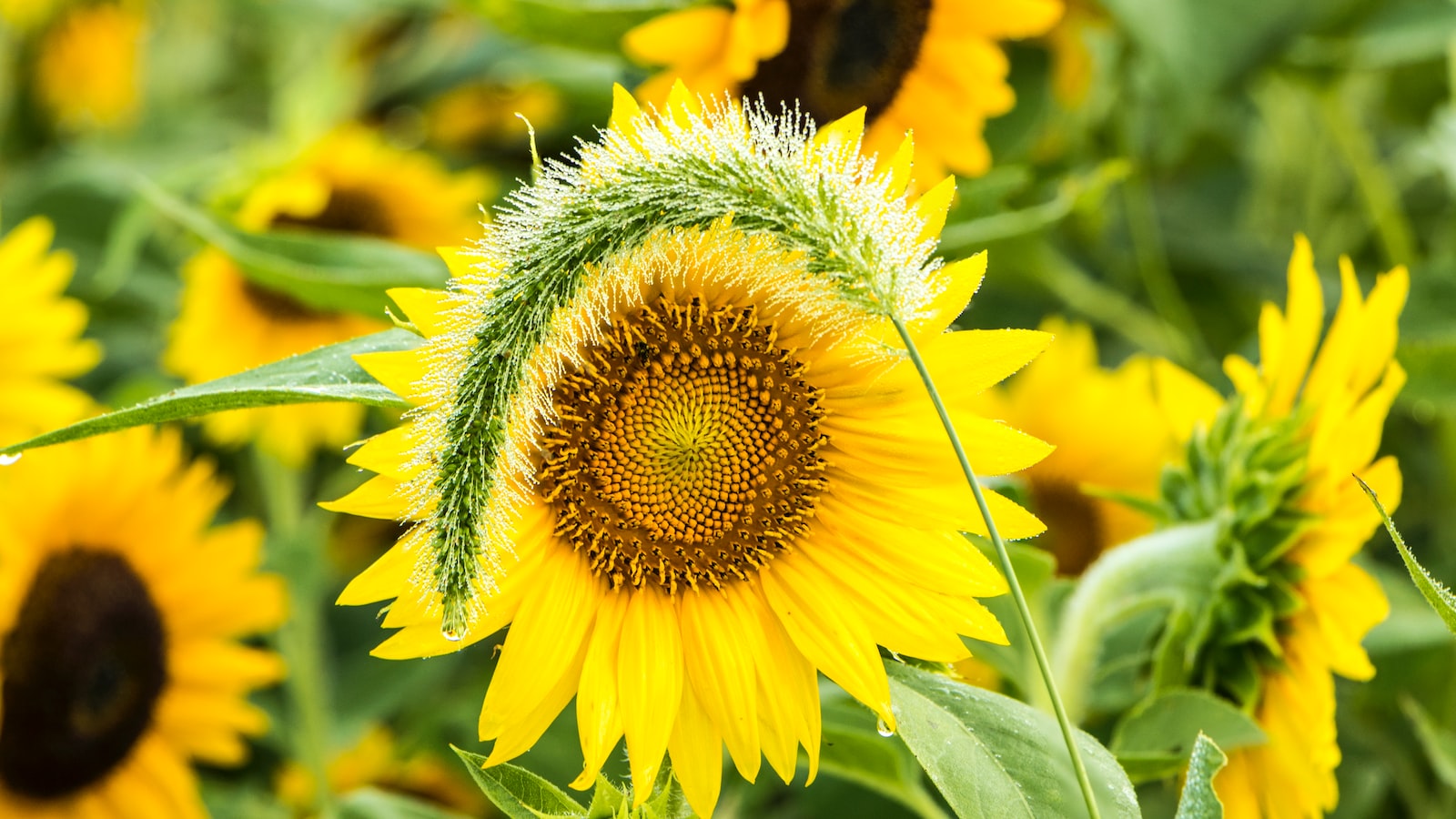 Sunflower Planting: Timing Considerations and Tips