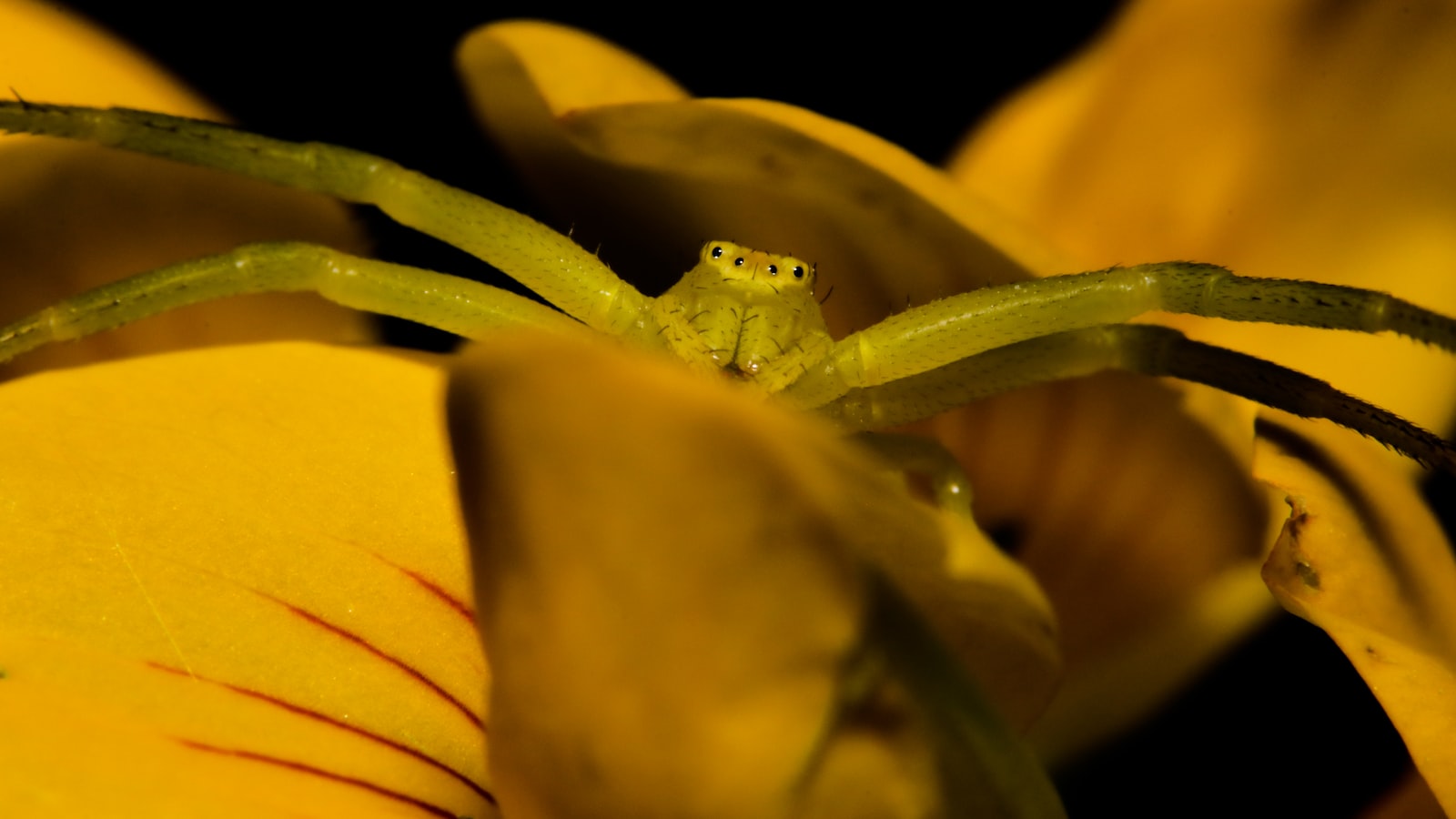 Spider-Friendly Mulching: Best ⁤Practices and Precautions for‍ a ⁣Pest-Free Landscape