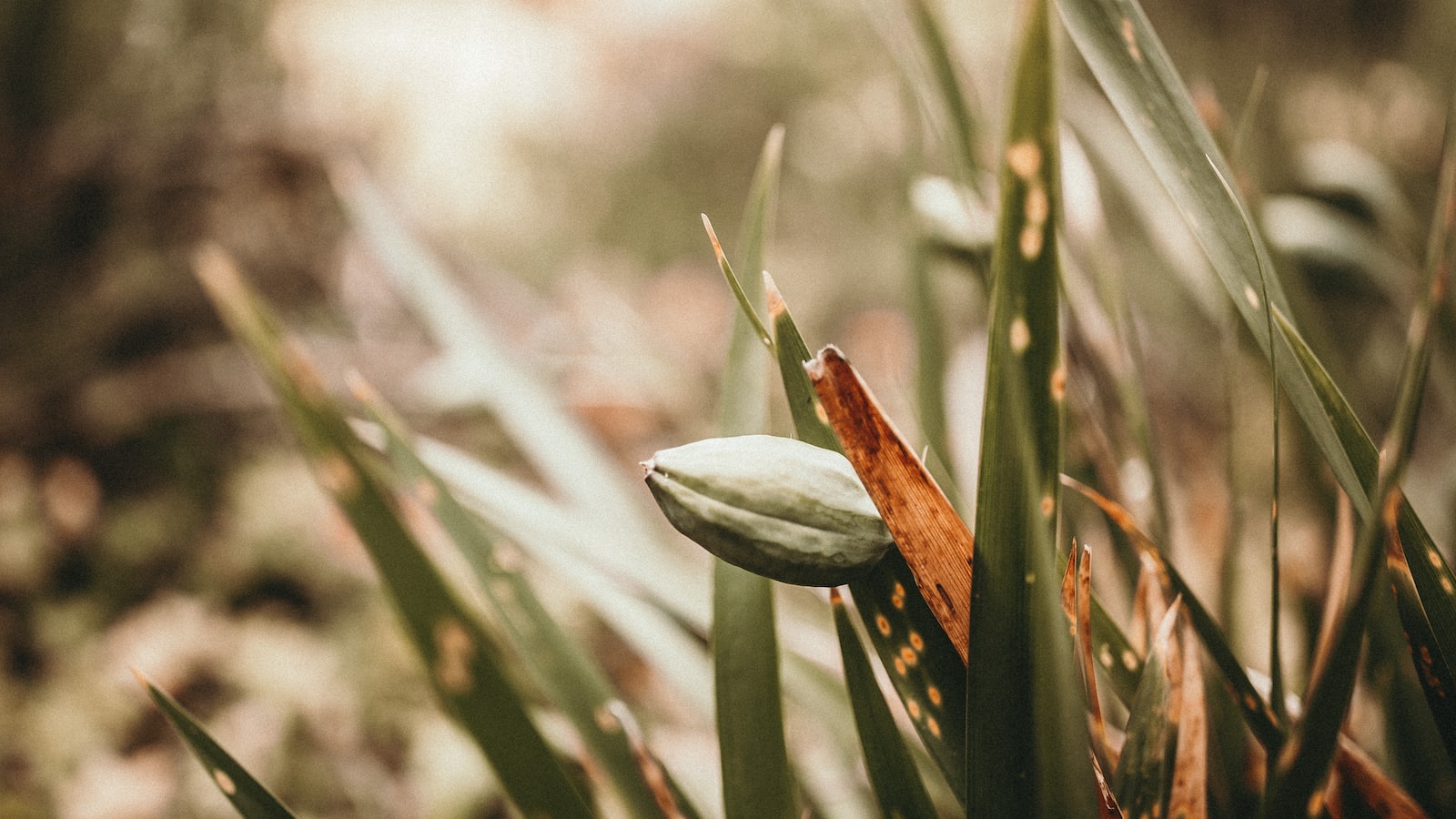 Ensuring Proper Seed Extraction for Maximum Viability