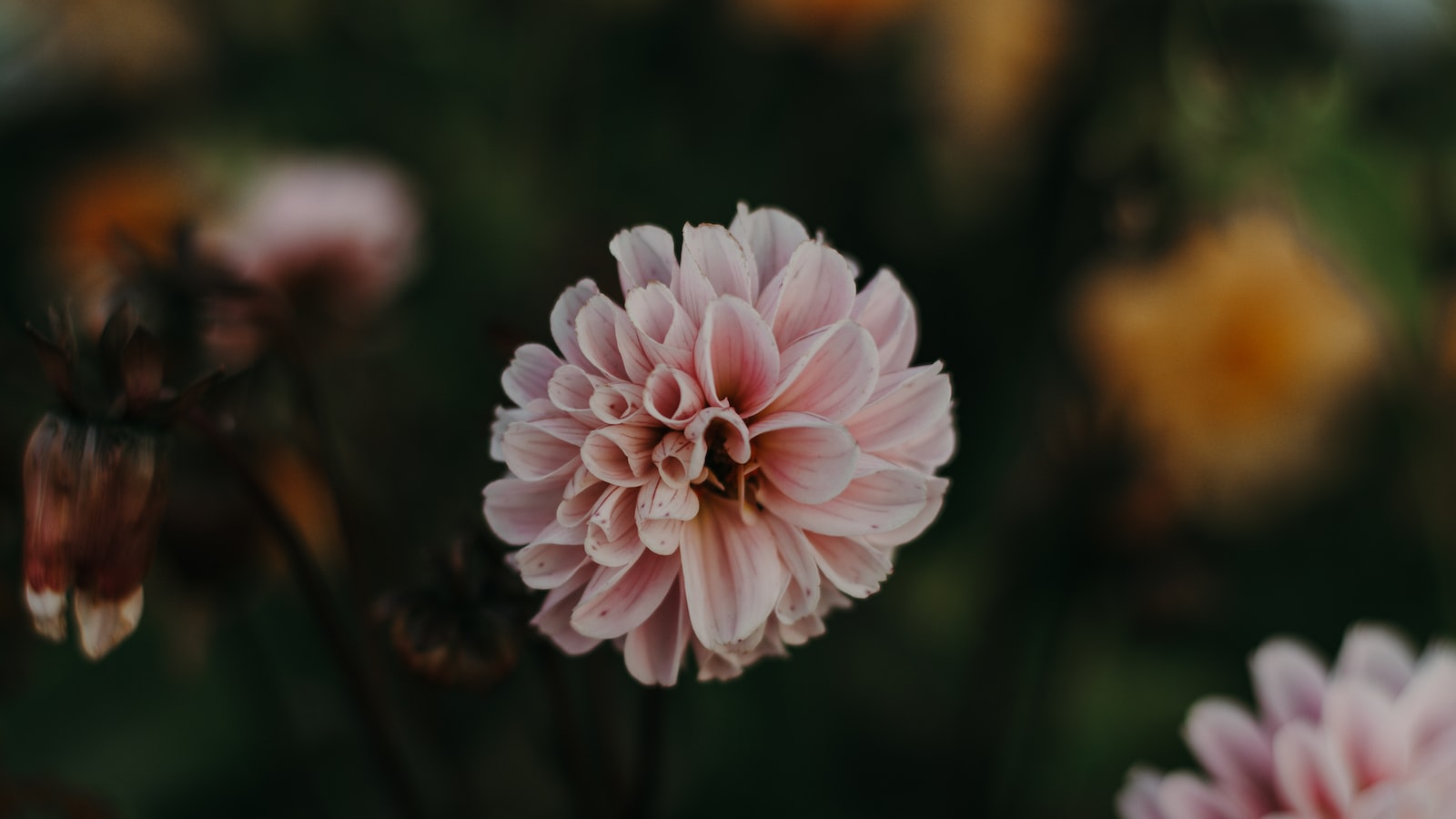 Ensuring Longevity: Best Practices to Preserve Dahlia Flowers' Vibrancy