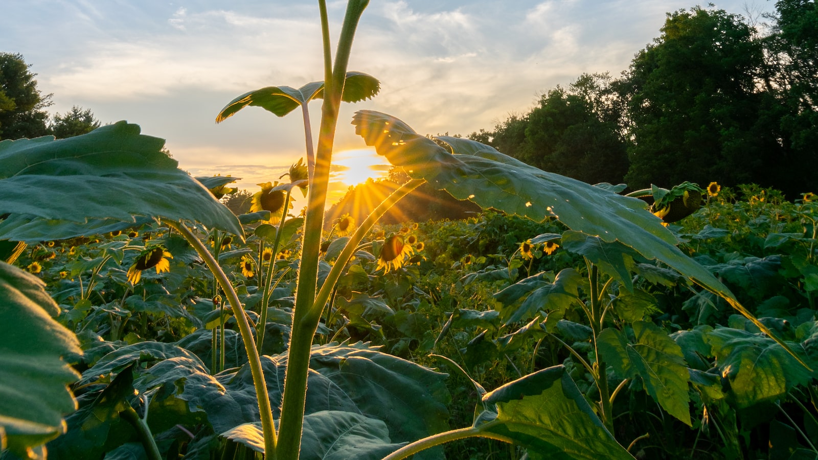 Sunflower Cultivation in Mississippi: A Guide to Optimal Planting Conditions