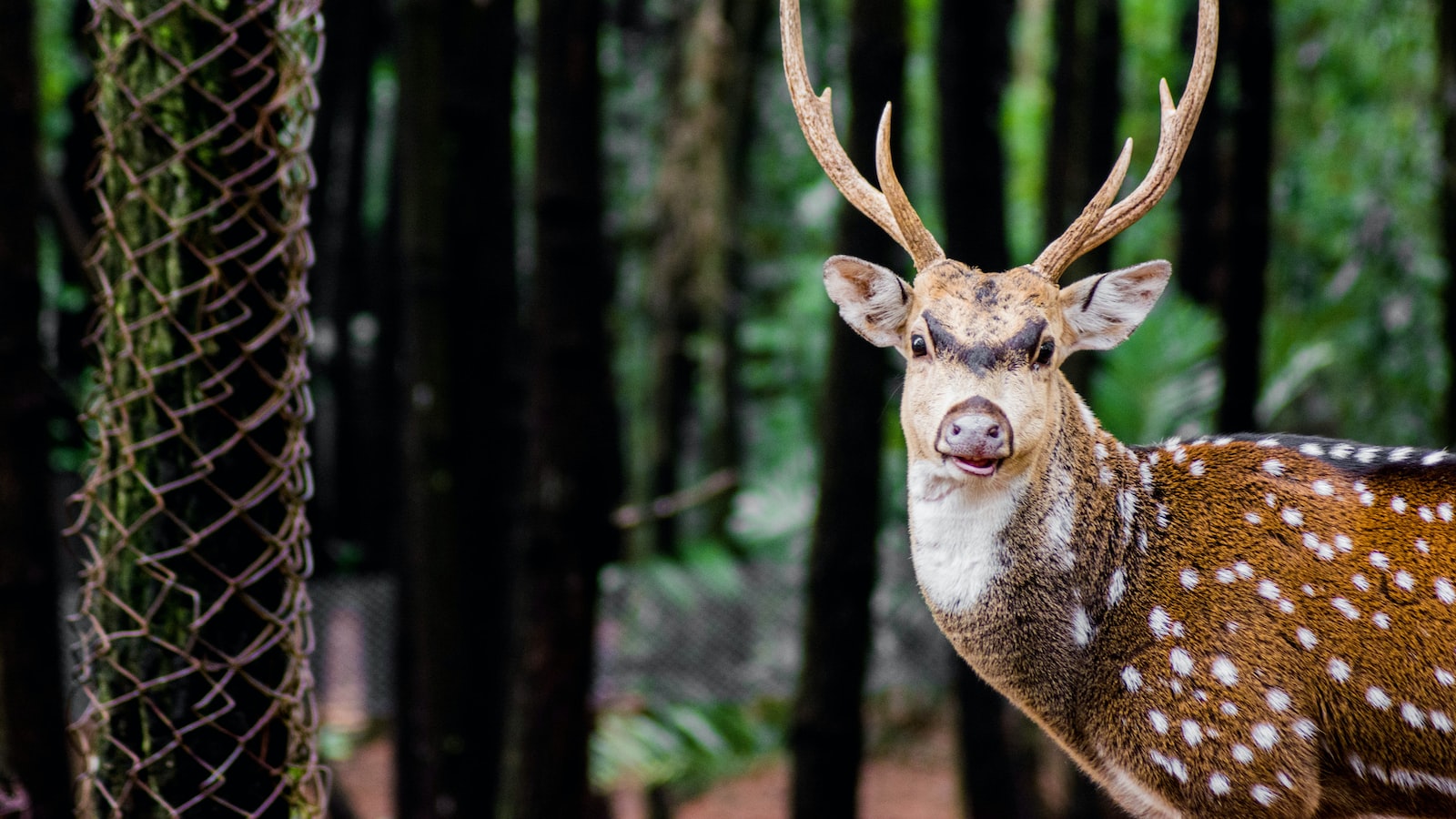 The Deer Resistance of Joe Pye Weed: Exploring its Efficacy in Warding off Deer