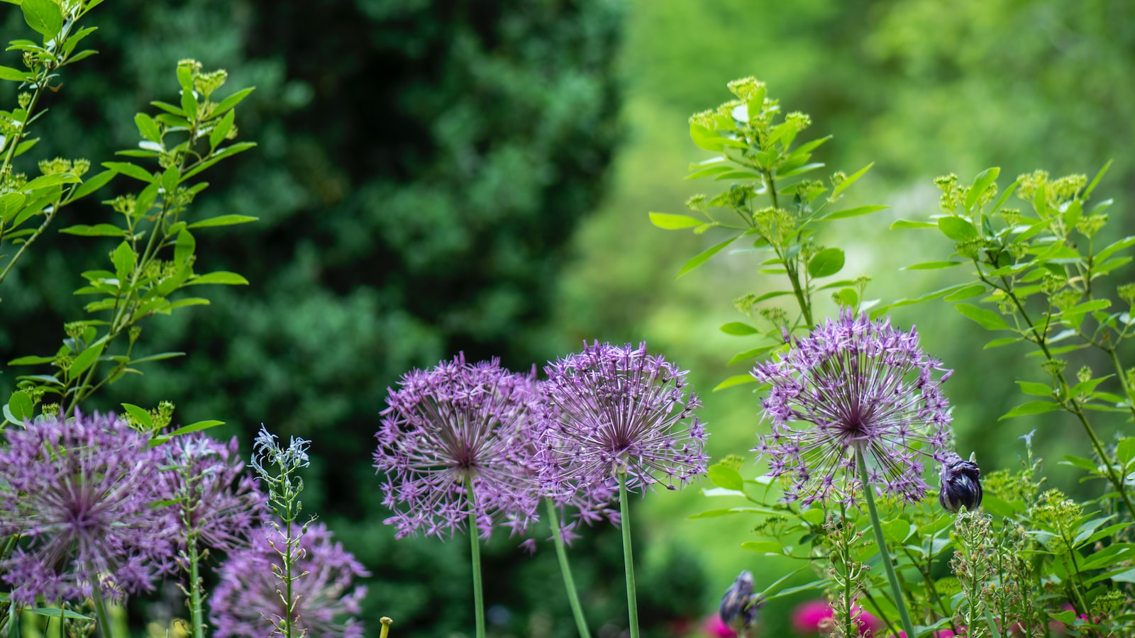 Creating a Bird-Friendly Garden Without Sacrificing your Zinnia Seeds