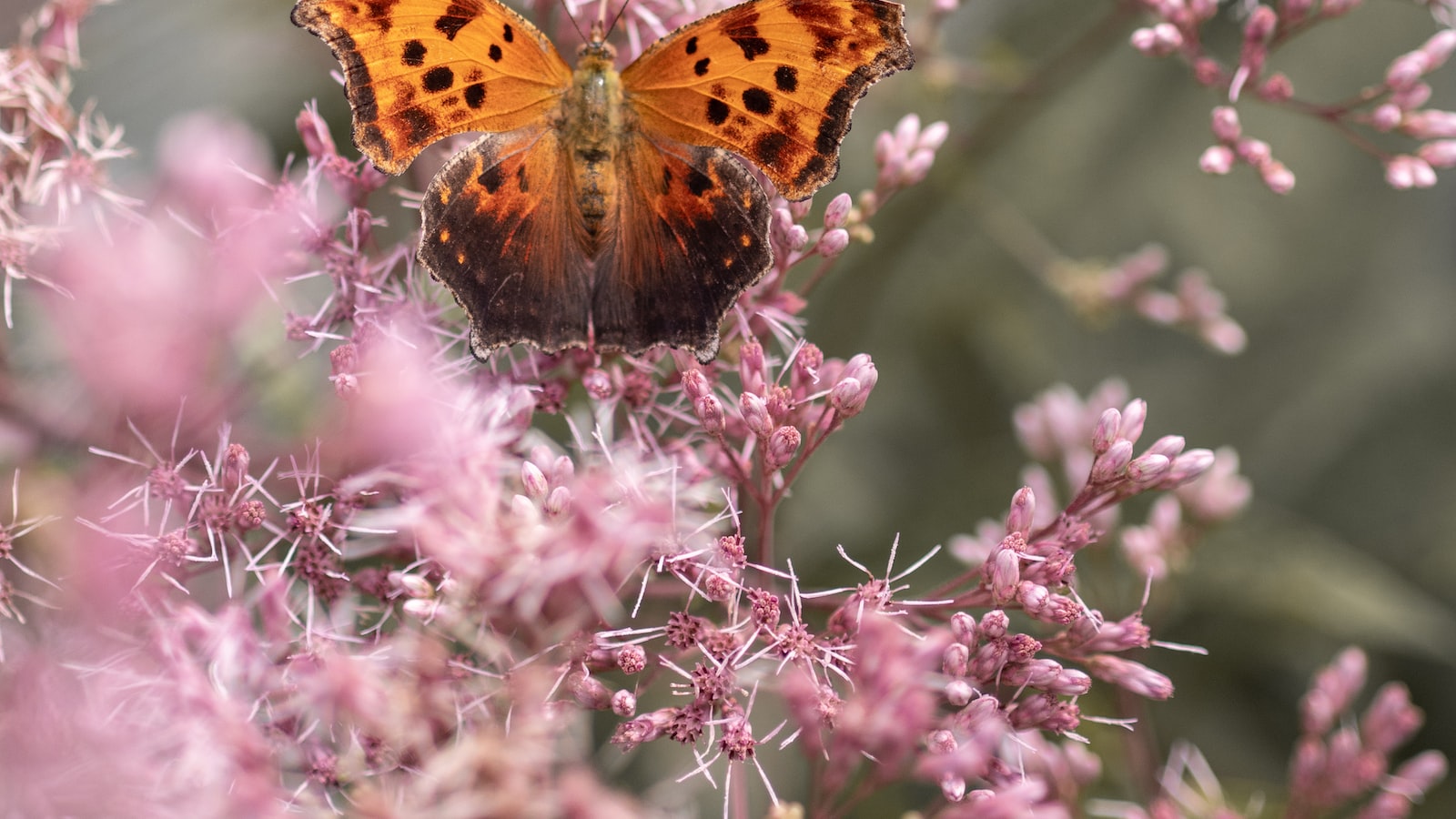 3. Insect Magnet: Steer Clear of Flowers and Herbs that Attract Pests