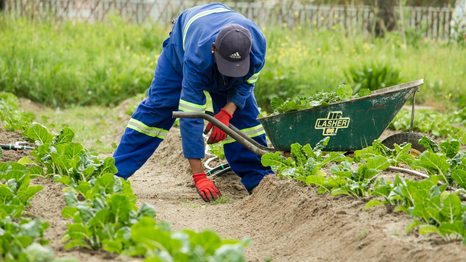 Exploring the Benefits of Planting Marigolds with Blueberries