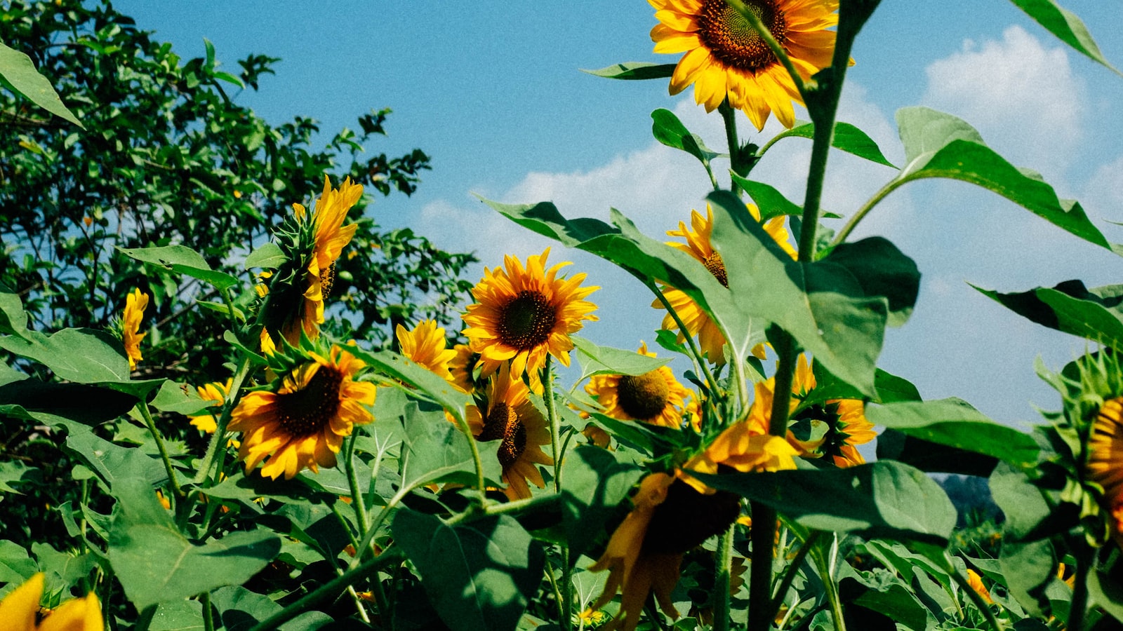 Unraveling the Mystery: Why Do Sunflowers Close up at Night?