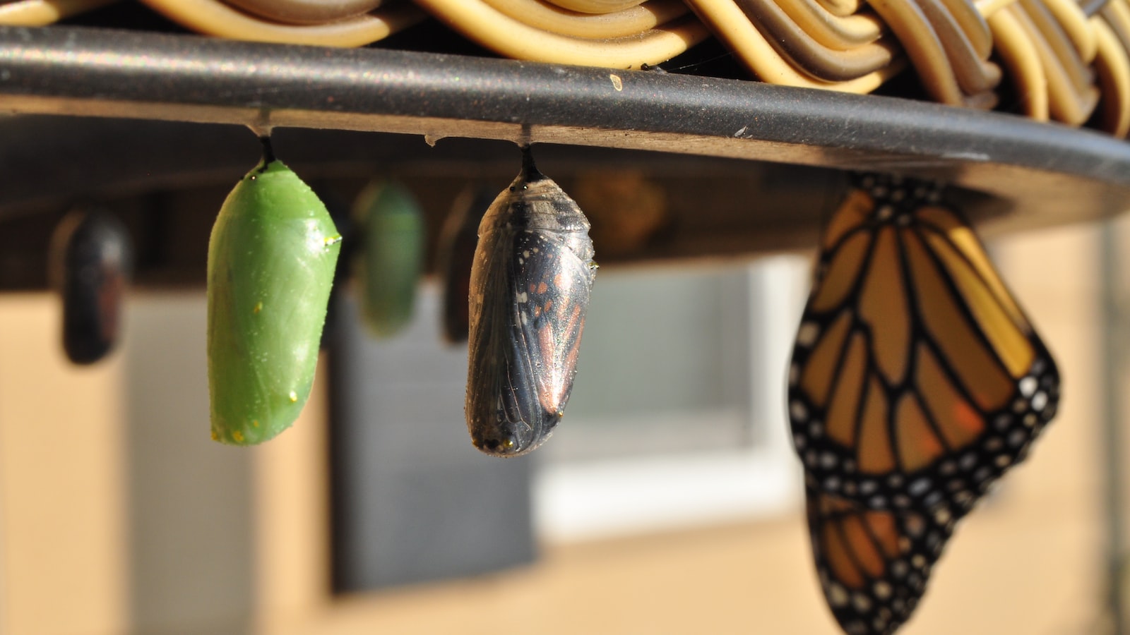 Promoting Healthy Growth: Best Practices for Pecan Tree Leaf Maintenance