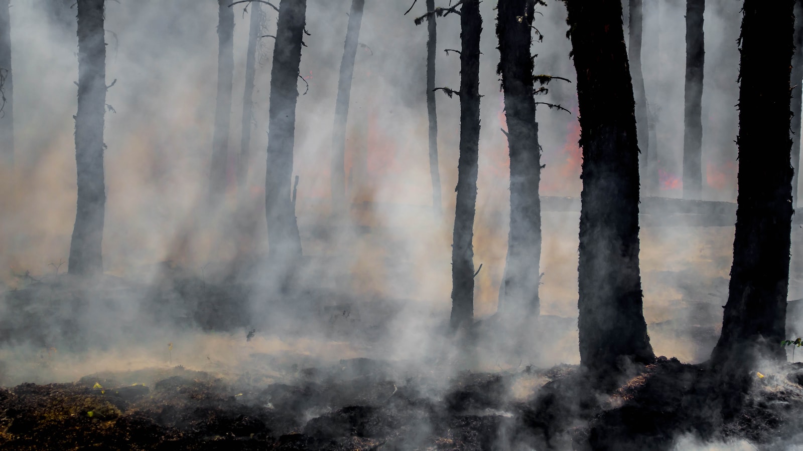 When Disaster Strikes: Nurturing a Leafless Tomato Plant Back to Health