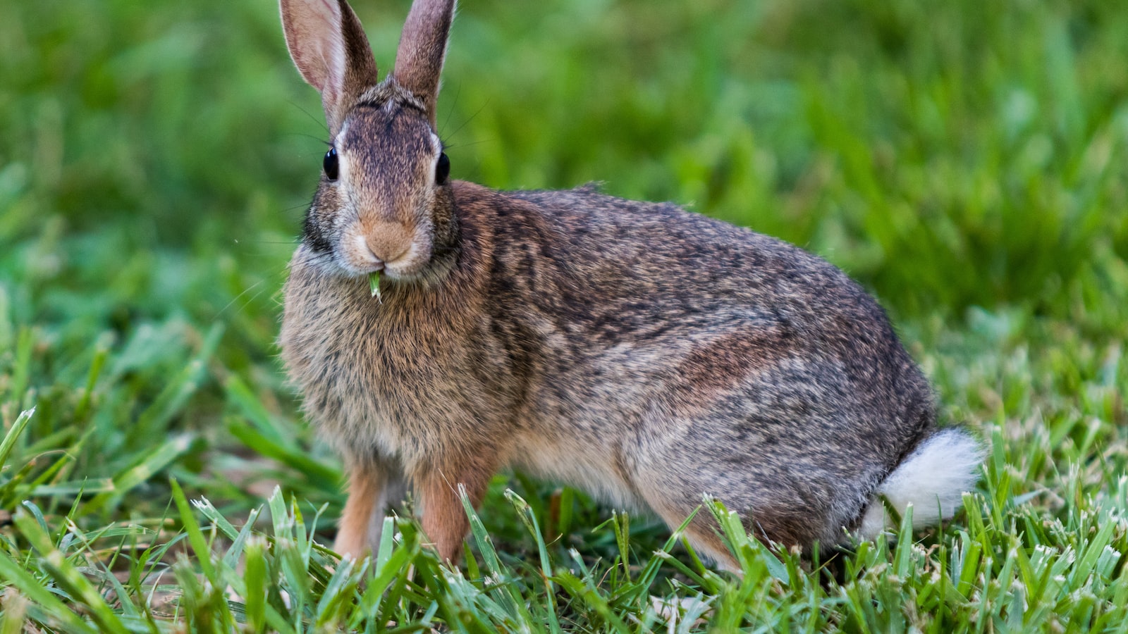 Recommendations for Rabbit Deterrence and Plant Protection