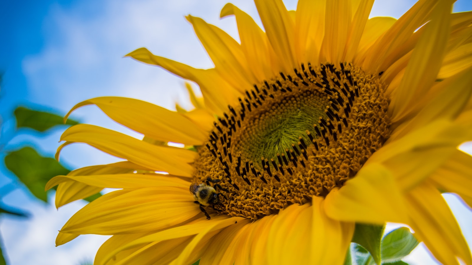 Exploring the Science​ Behind Sunflower's Sleep: Factors Influencing their Nocturnal Movements