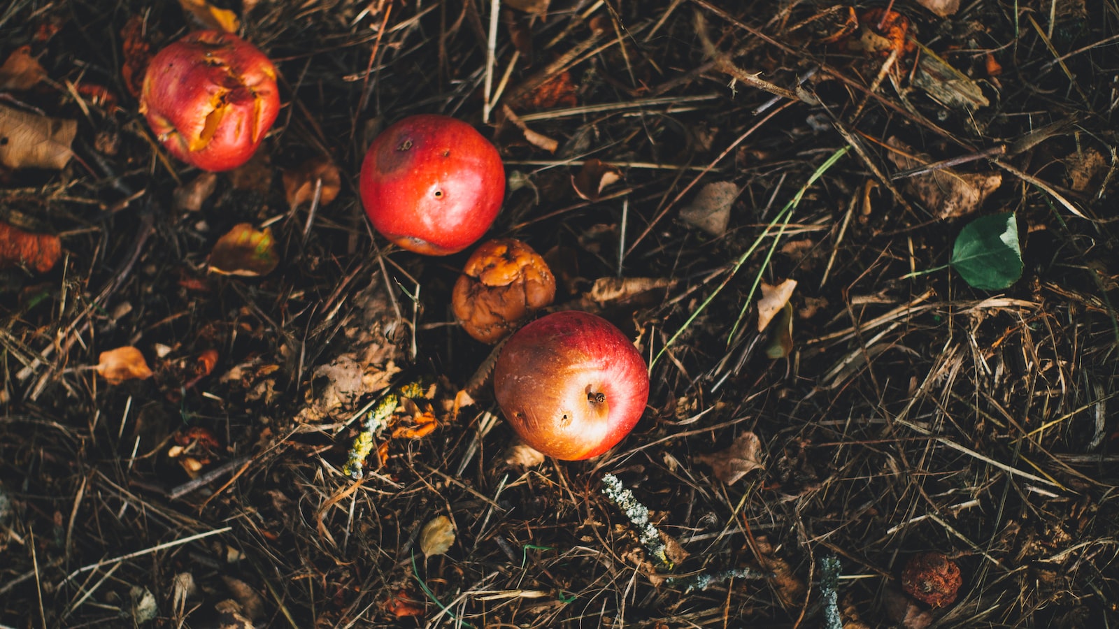 Analyzing the compostability of cereal boxes