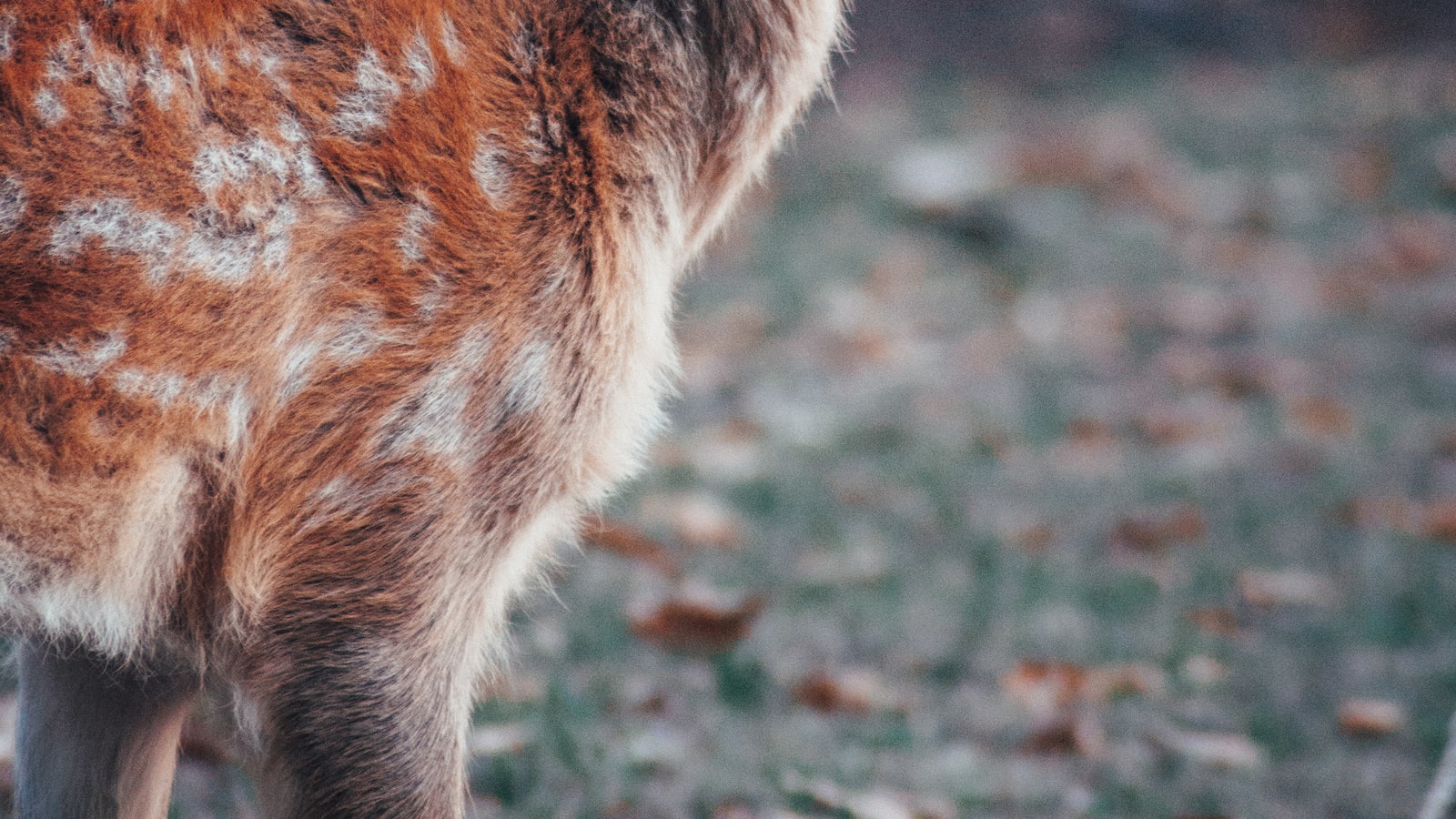 Overview of Deer's Feeding Habits and Ice Plant Consumption