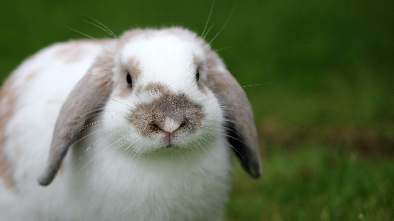 Understanding Rabbit Dietary Preferences and Behaviors