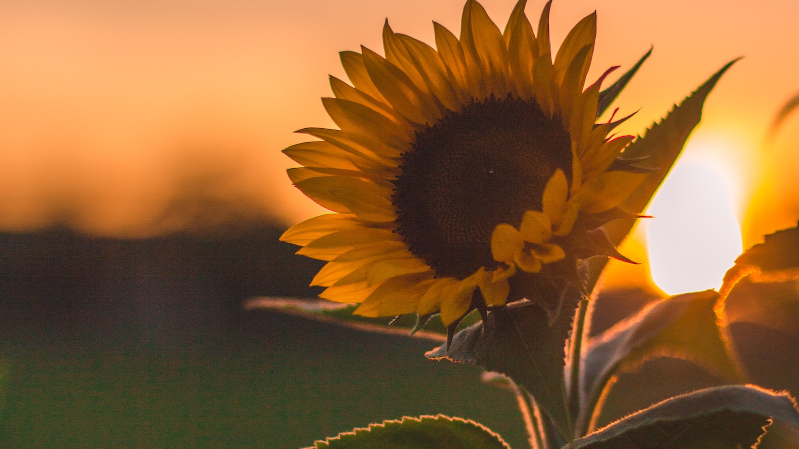 Tips for Growing Sunflowers in Shady Conditions: Nurturing Healthy Plants despite Reduced Light