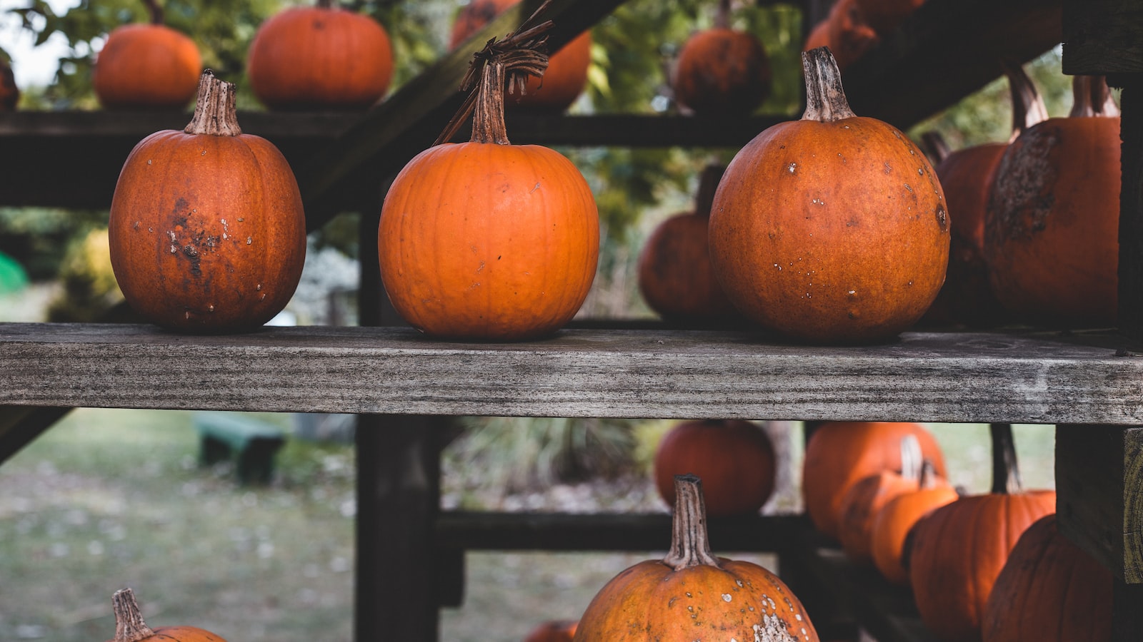 Ensuring Successful Pumpkin Planting in Mississippi